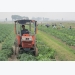 Bắc Ninh: Mô hình sản xuất khoai tây giống áp dụng cơ giới hóa ở Tiên Du