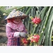 Dragon fruit farmers supported with energy-saving lights