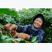 Vietnam in gradual shift to exporting more roast and ground coffee