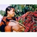 Vietnam in gradual shift to exporting more roast and ground coffee