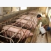 Giá nông sản hôm nay 17.4: Giá lợn toàn cầu giảm, nông dân còn lỗ