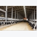 TH Group imports high-productivity cattle