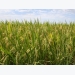 Tạo ra giống lúa sử dụng gen cỏ dại để chống chọi hạn hán