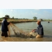 Ca Mau targets 280,000 hectares of prawn farming by 2020