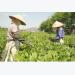 Brewing sustainable tea development