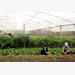 VN needs legal framework for organic farms