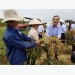 co-gioi-hoa-trong-san-xuat-dau-phung-giup-tiet-kiem-hon-16-trieu-dong-ha