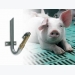 Comparing pig drinking systems