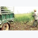 Price of Vietnamese fruit exports on upward trend