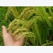 Lúa Thiên ưu 8 được mùa ở Quảng Ngãi