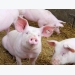 Controlling salmonella in swine feed worth the expense