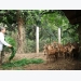 Deer farming improve lives of farmers in Ha Tinh