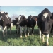 More accurate estimates of dairy cattle methane emissions developed