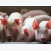 6 basic feed ingredients in antibiotic-free piglet diets