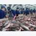 Catfish falls in price as Vietnamese master technology, increase productivity