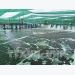 High-tech shrimp breeding brings higher profits to farmers