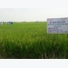 Phân lân nung chảy Ninh Bình nâng năng suất lúa trên đất phèn
