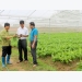 Bac Giang expands area of VietGAP production to raise farm produce quality