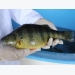 Breeding for faster-growing bluegills, yellow perch