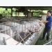 Pig farmers fight foreign competition