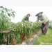 Trồng ớt cay cao sản thu gần 150 triệu đồng/ha