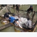 Catfish exporters optimistic about China, pessimistic about US