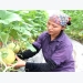 Bac Giang builds over 20 net houses growing vegetables and flowers