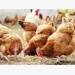Enriched environments may aid chickens' response to stress