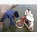 Low quality prawns trouble farmers