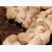 Chick Quality Hatchery Impact on Performance