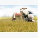 Doanh nghiệp bao tiêu 20.000 ha lúa Nhật cho nông dân miền Tây