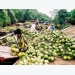 Trà Vinh to aid coconut producers