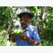 Những lão nông kiếm bạc tỷ từ nghề “nặn” trái cây lạ