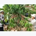 Vietnamese farmers offered financial support to expand sustainable production