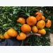 Thu hơn 2 tỷ đồng mỗi năm nhờ vườn cam VietGap