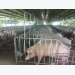 VN livestock industry in danger as imports are too cheap