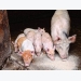 Piglets still need special feeds to overcome early weaning