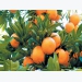 Hi-tech innovation revolutionises a Limpopo citrus farm