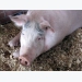 New swine research center offers industry insights