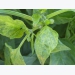 Capsicum viruses