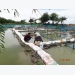 Aquaculture in action: reducing the need for feed