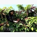 Vietnam supplies one quarter of Japan’s coffee import