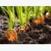 Kỹ thuật trồng cà rốt cho năng suất chất lượng tốt ngay trong vườn nhà
