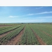 Vegetable crops improve wheat yield
