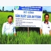 Hau Giang to pilot smart rice cultivation