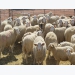 New reproductive protocol for sheep uses natural hormones