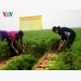 Boosting links – key to increasing Vietnam’s farm produce exports