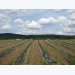 Combining tunnels, nets and open-air farming for diversified vegetable production