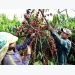 Vietnam targets higher coffee quality, value