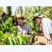 Innovative solutions to help famers replant ageing coffee trees